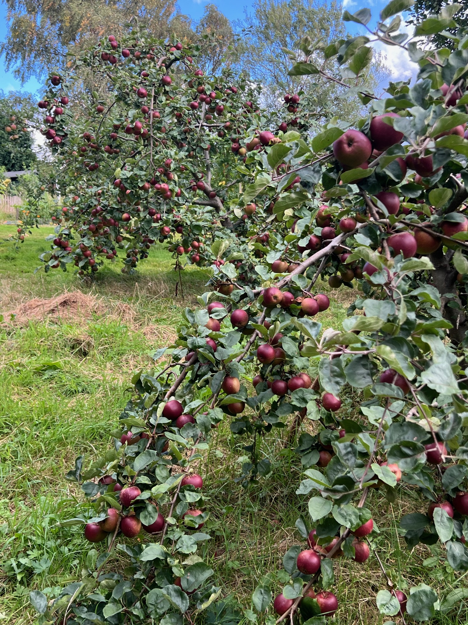Apple Picking
