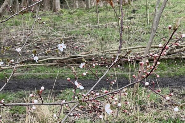 First flowers of spring