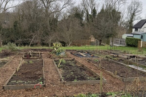Allotment beds and paths