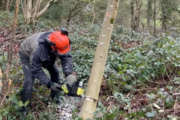 Tree felling – ash dieback