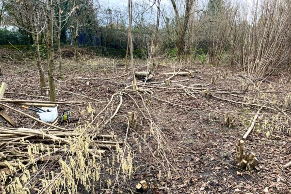 Hazel sticks still available!