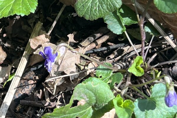 Encouraging wild flowers